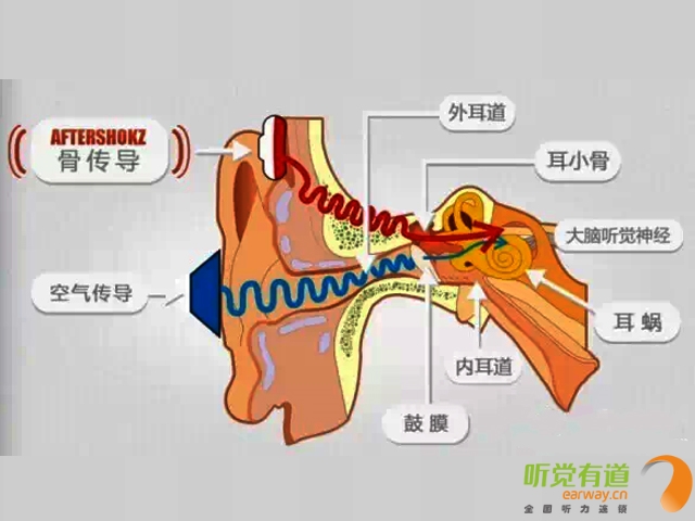 简谈骨传导被忽略的传送通道